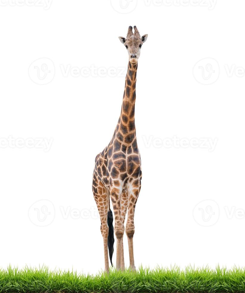 giraff isolerade vit bakgrund foto