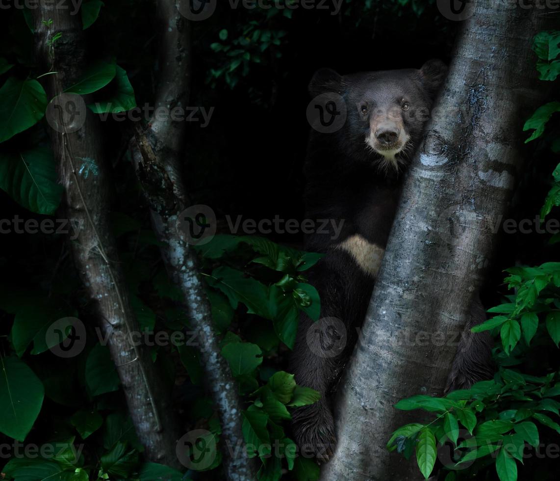 asiatisk svartbjörn i tropisk regnskog på natten foto