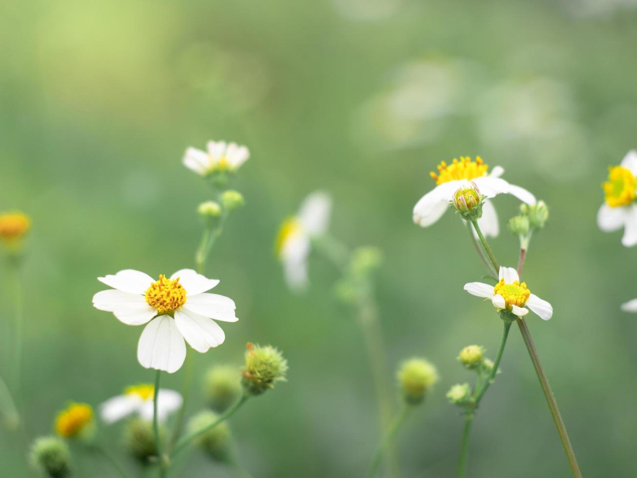 biden alba blomma i den gröna trädgården. foto