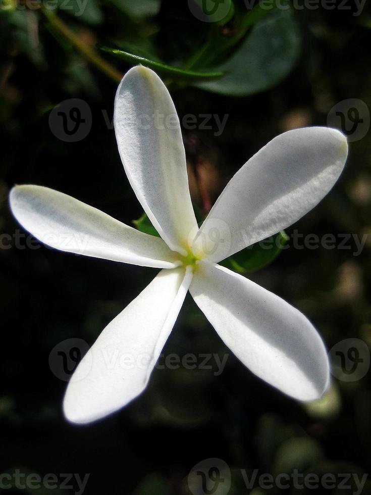 carissa makro blomma apocynaceae familj bakgrund tapeter konsttryck foto