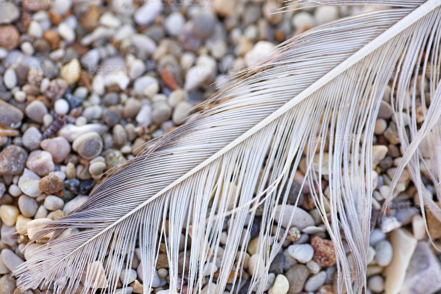 fågel ner makro på strandstenar bakgrund konst i högkvalitativa utskrifter produkter canon 5ds - 50,6 megapixlar foto