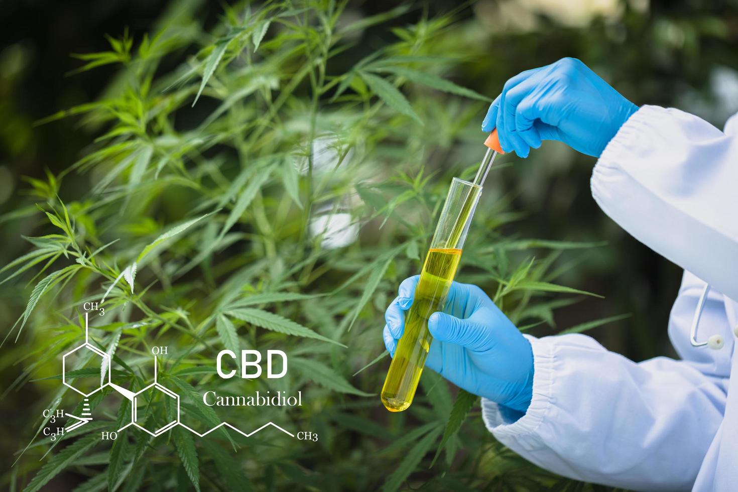 cbd-element i cannabis, hampaolja i en glasburk, begreppet växtbaserad alternativ medicin. foto