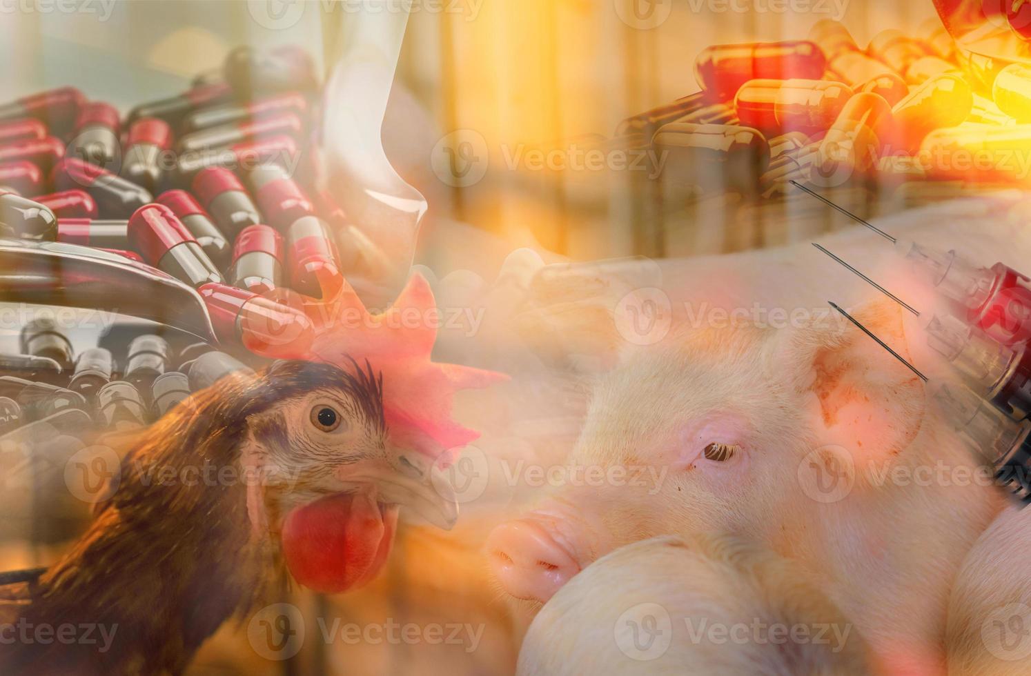 höns och grisar i djurgårdar använder antibiotika. problem med resistens mot antibiotika. kommersiell fjäderfäuppfödning. fjäderfä- och fläskindustrin. global matkris koncept. antibiotika piller och nål foto