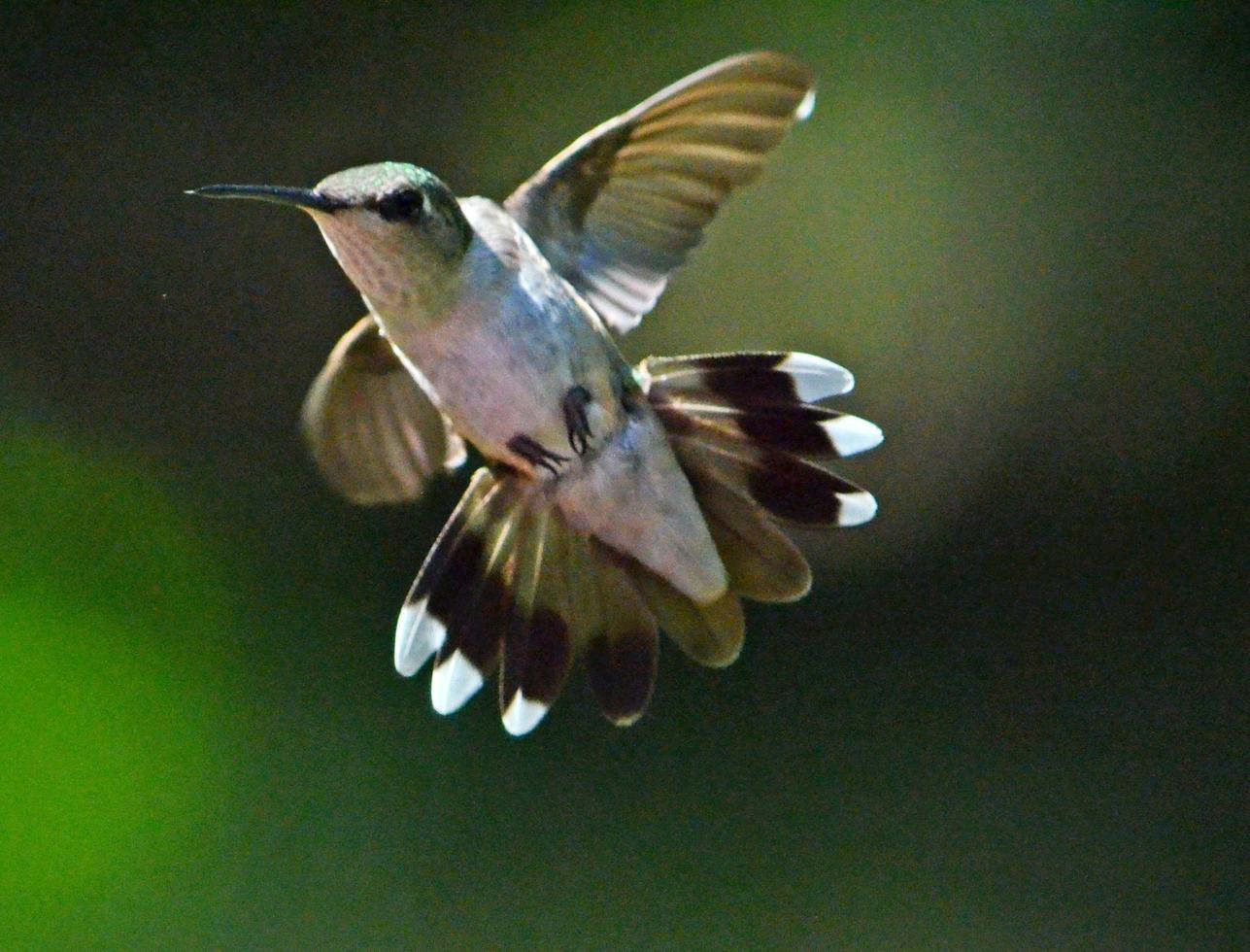 kvinnlig rubin throated kolibri i flykt foto