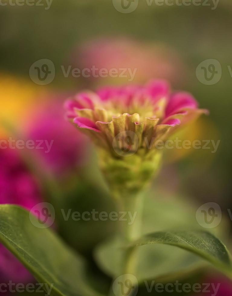 en rosa vanlig zinnia foto