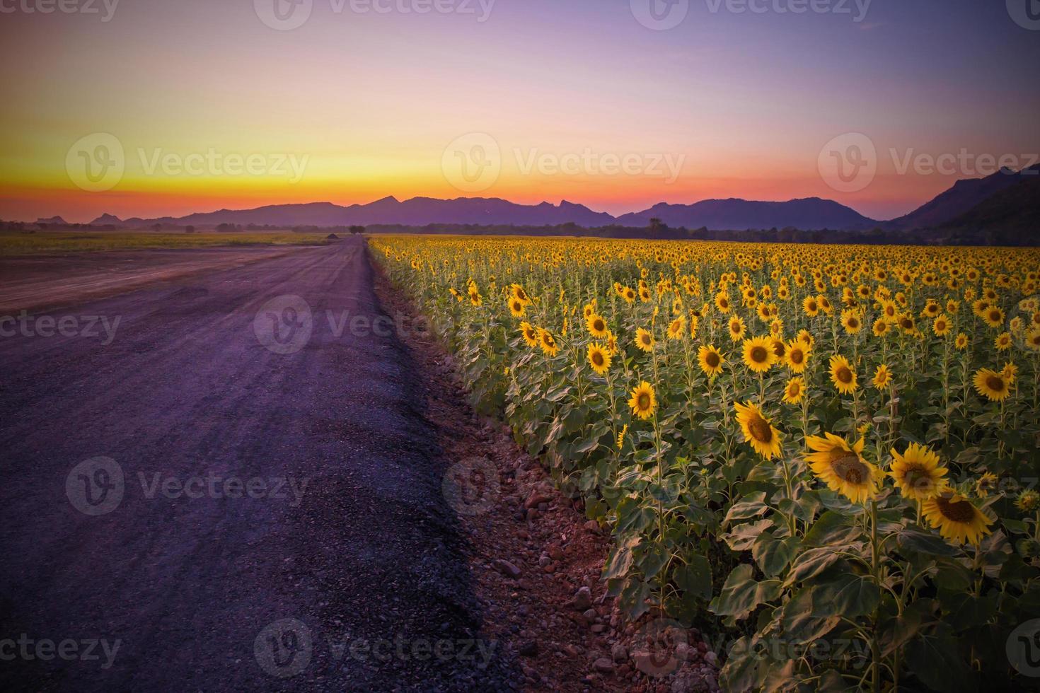 landskap av blommande solrosor fält på en bakgrund solnedgång eller skymning tid på lopburi thailand foto