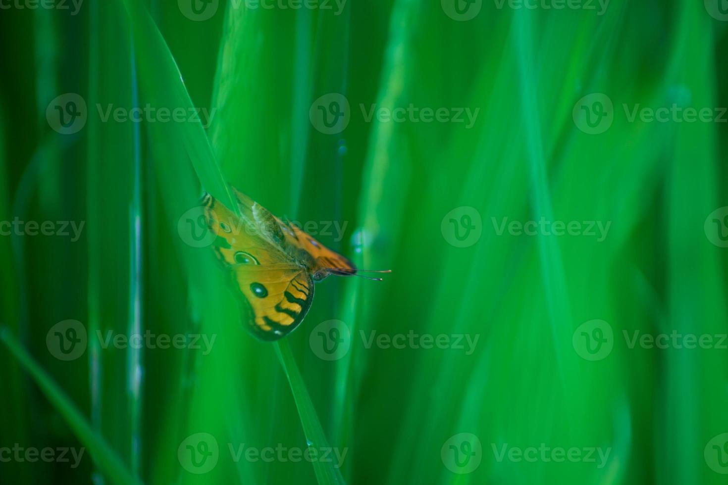 gula fjärilar på gröna risgrenar på morgonen foto