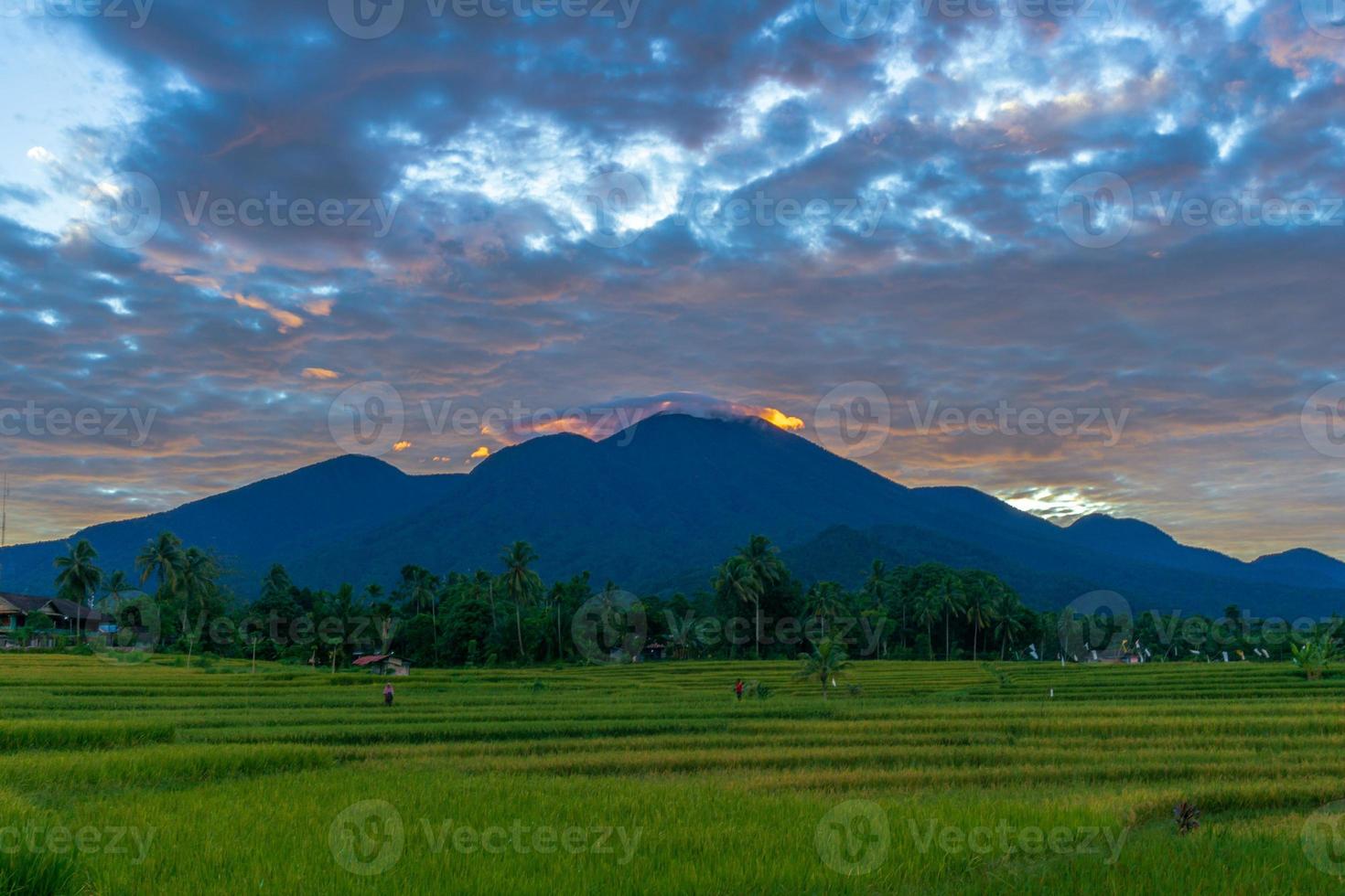 Indonesiens vackra naturliga bakgrund. morgon i området med gula ris foto