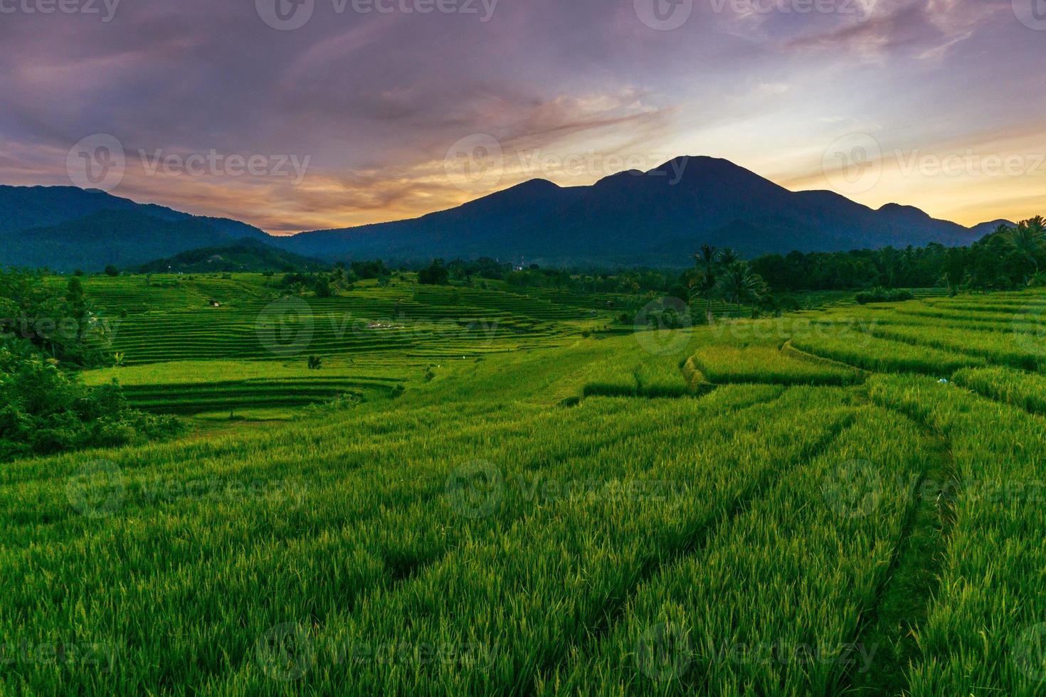 panorama över Asiens naturliga skönhet. risfältsvy med vacker soluppgång foto