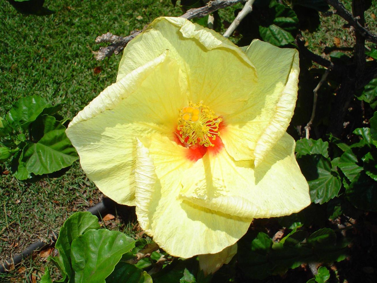 exotiska blommor i maui hawaii foto