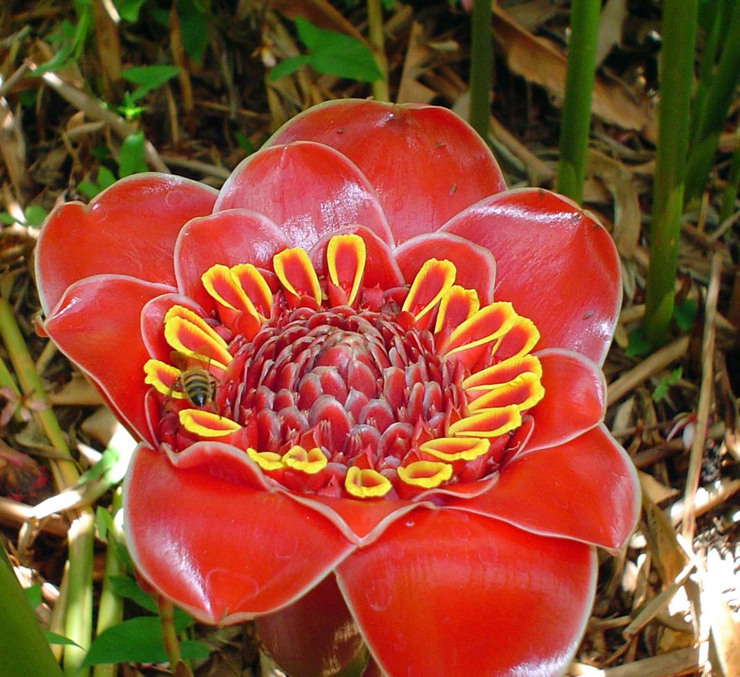 exotiska blommor i maui hawaii foto