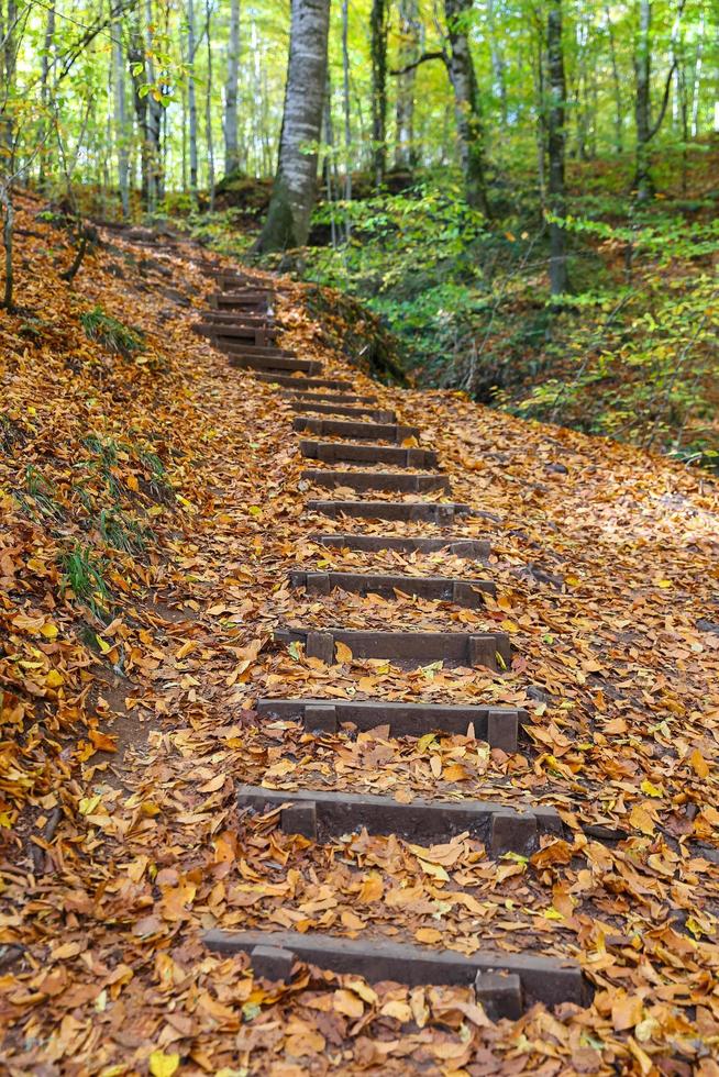 stig i yedigoller nationalpark, bolu, kalkon foto