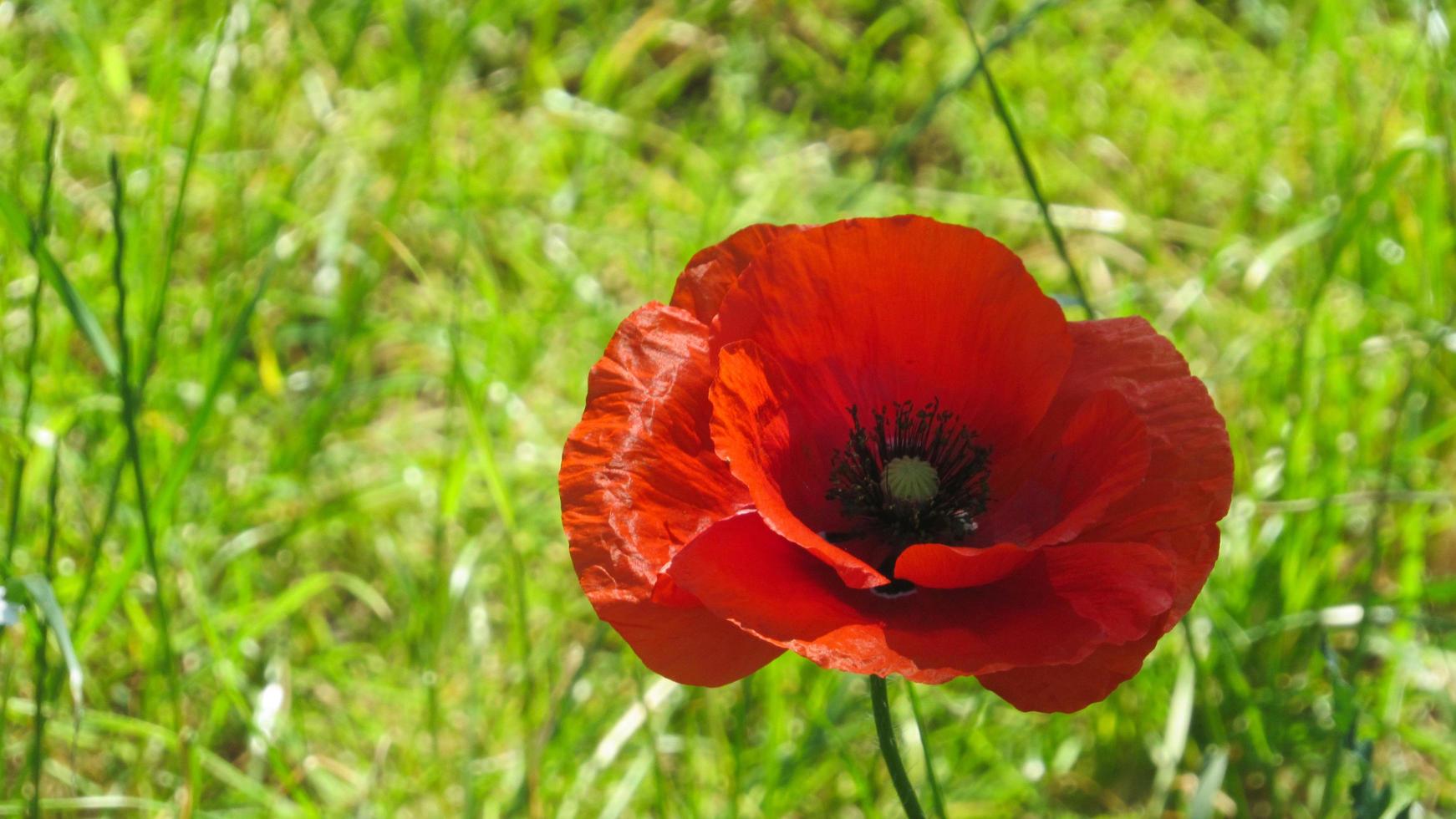 röd vallmo. vallmo blomma i fältet foto