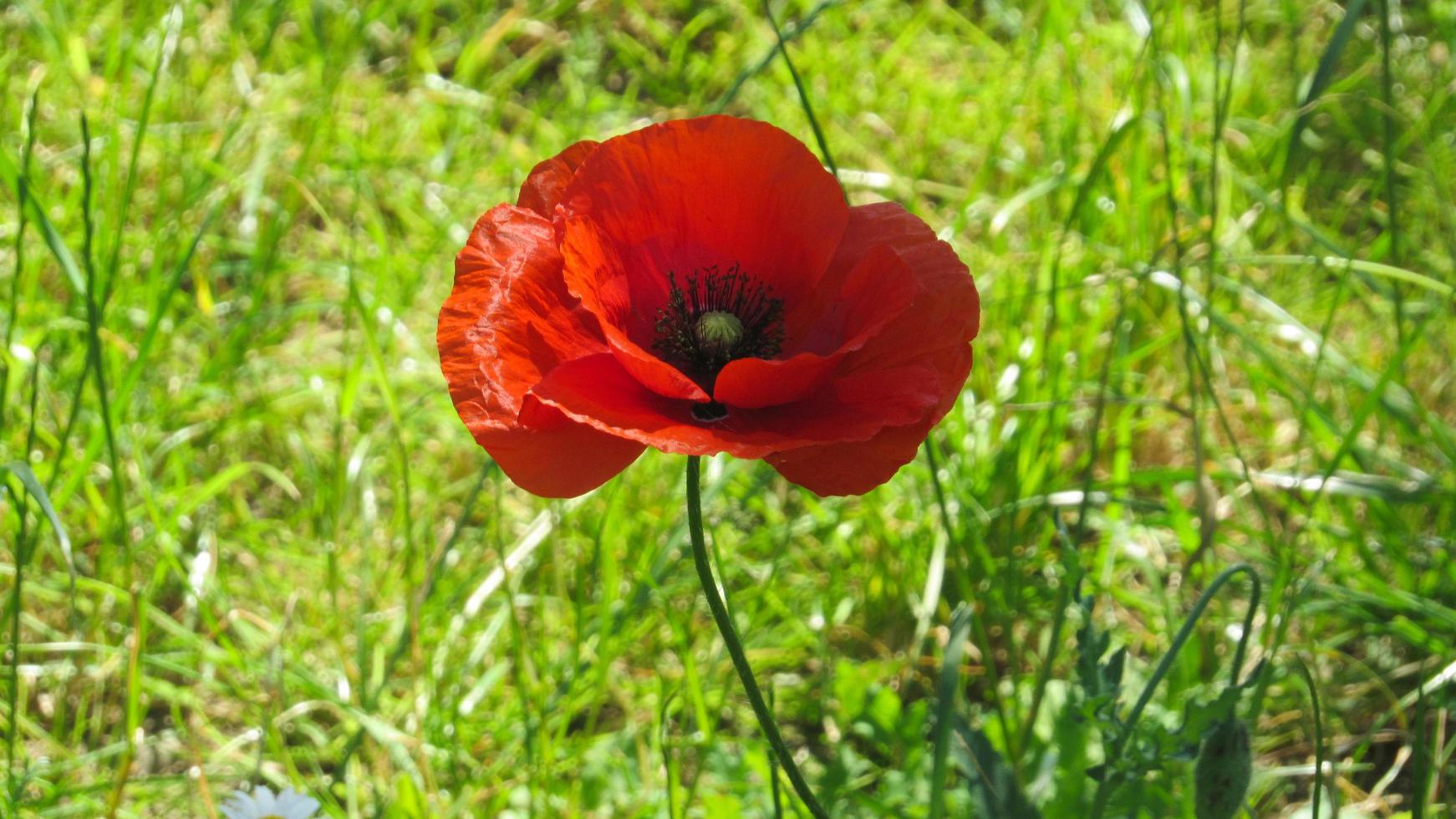 röd vallmo. vallmo blomma i fältet foto