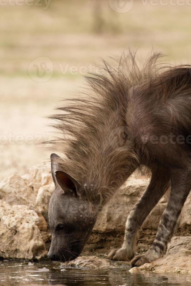 brun hyena dricka foto