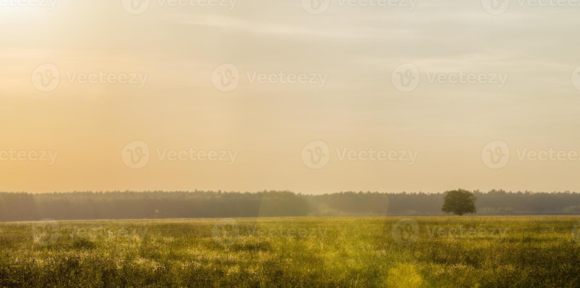 ensamt träd, åker foto