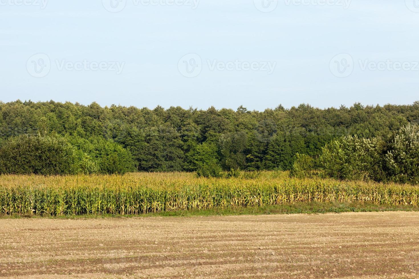 fält med grön majs foto