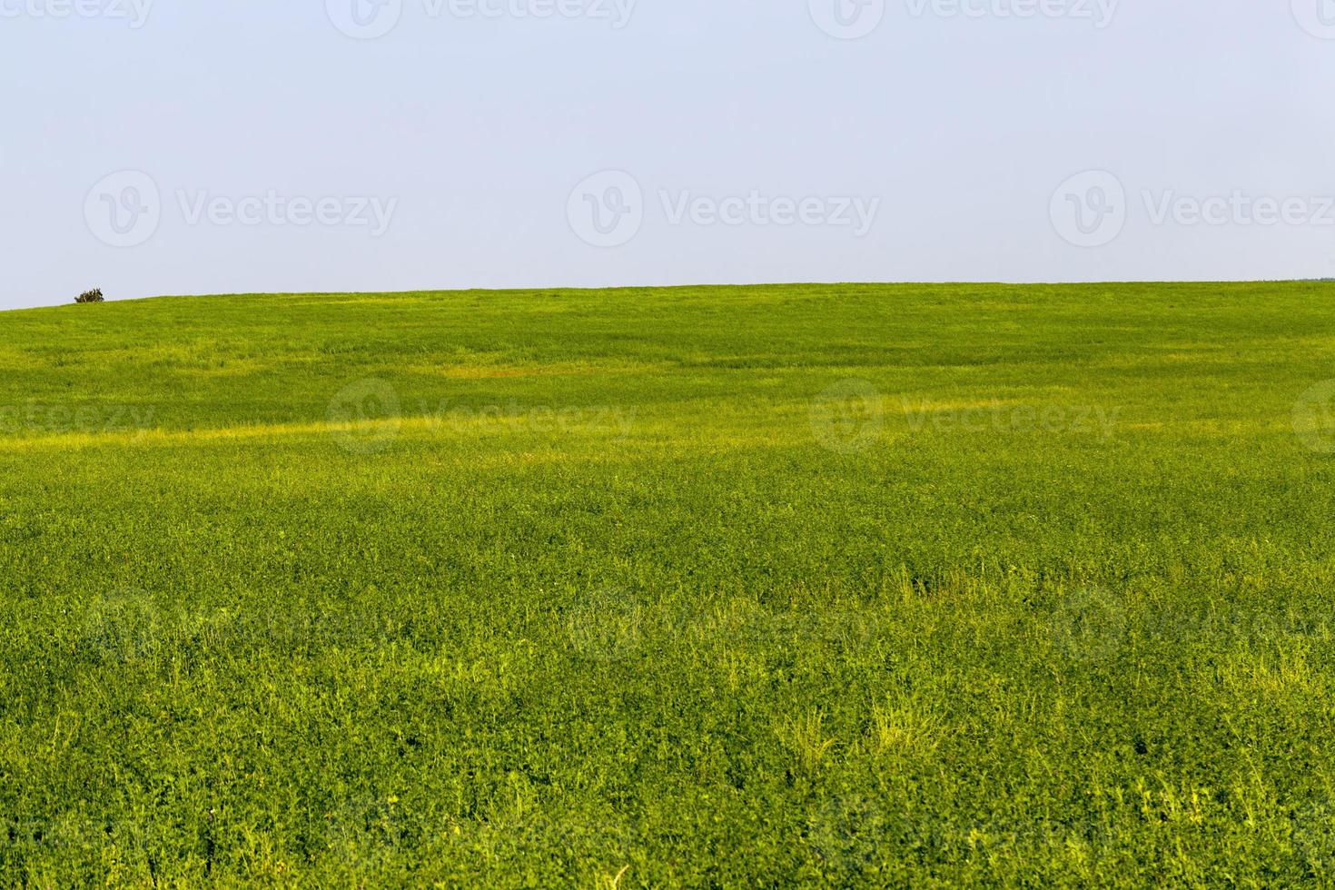 grönt gräs i ett jordbruksfält på sommaren, jordbruk foto