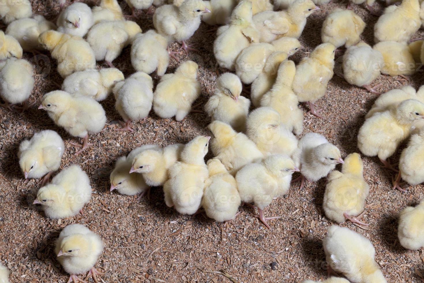 föda upp kycklingar i en fjäderfäfarm foto
