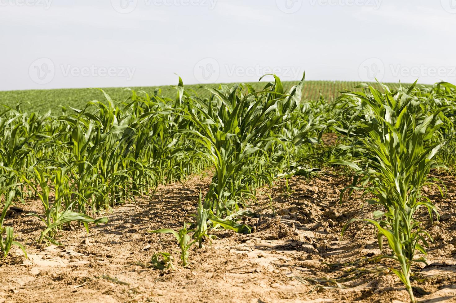 majs på ett jordbruksfält foto