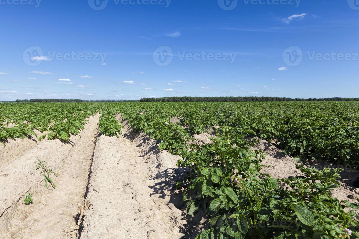 ett jordbruksfält där potatis foto