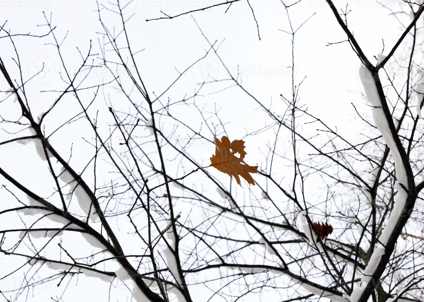 träd i snön foto