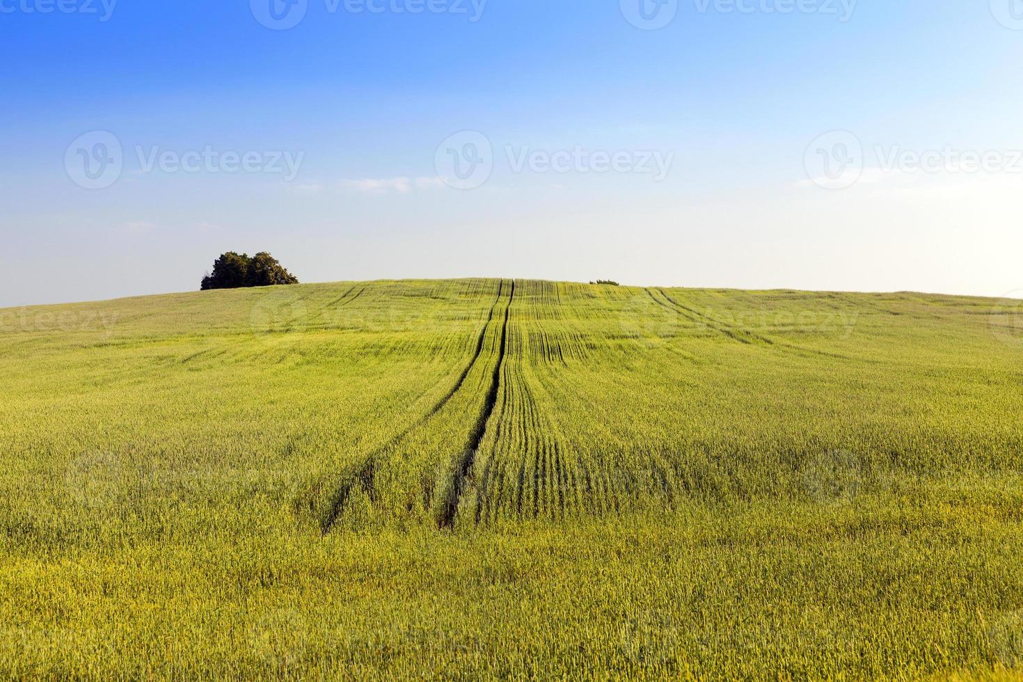 grönt omoget spannmål foto