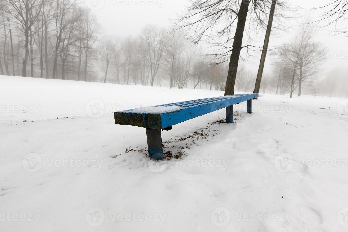 vinter park, närbild foto