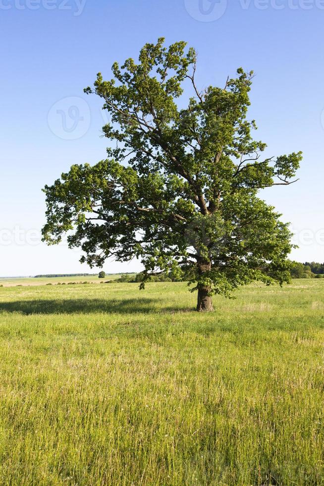 fält på sommaren foto