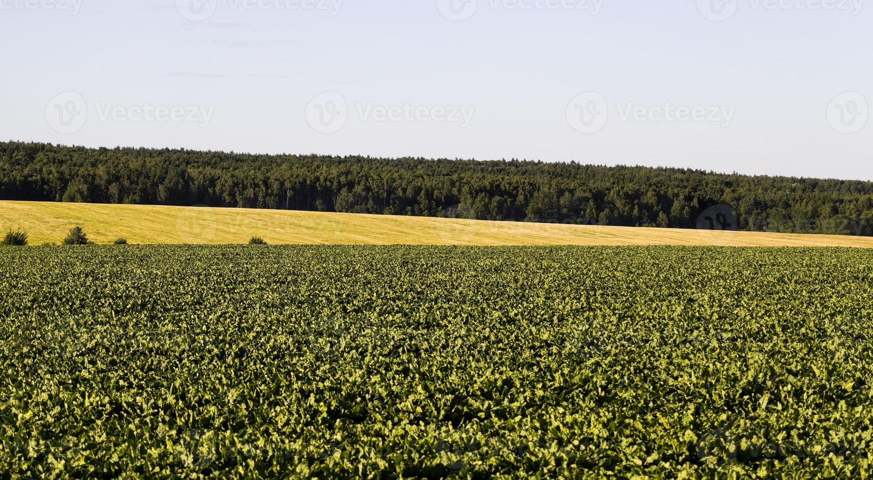 mångfärgade fält och himmel foto