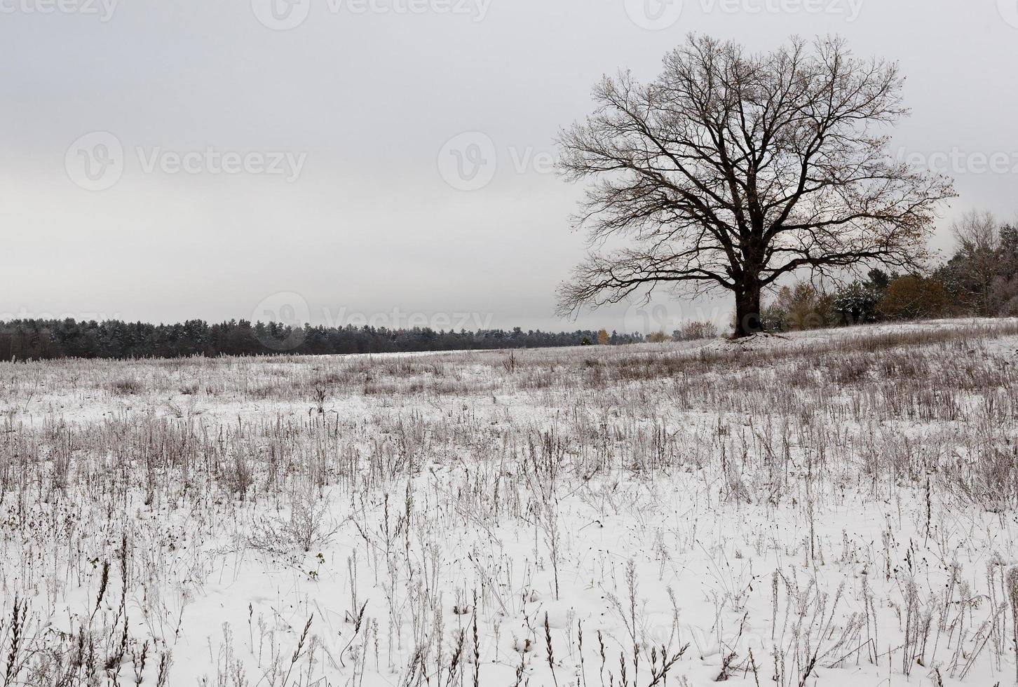 träden täckt med snö och växer under en vintersäsong foto