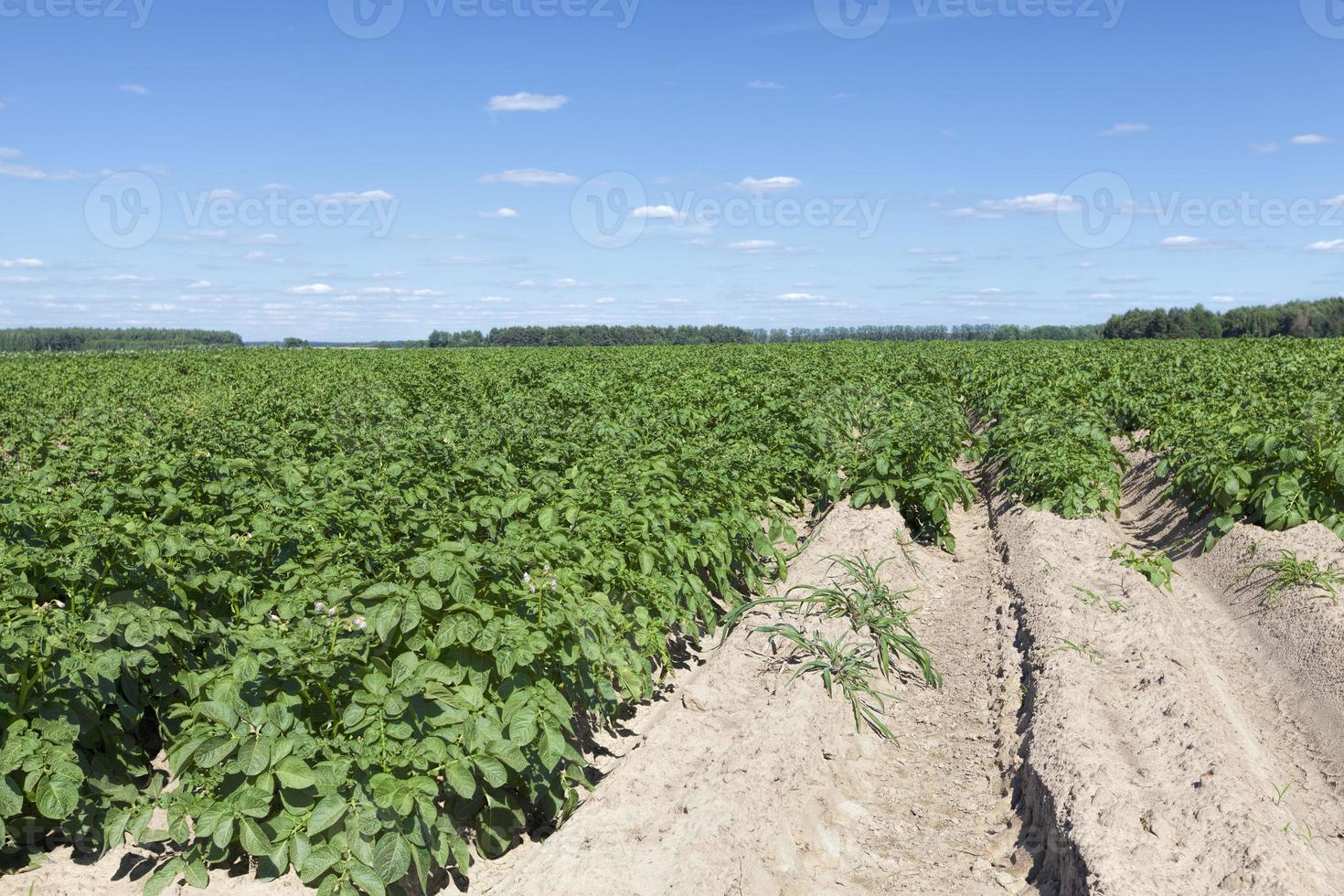 ett jordbruksfält där potatis foto