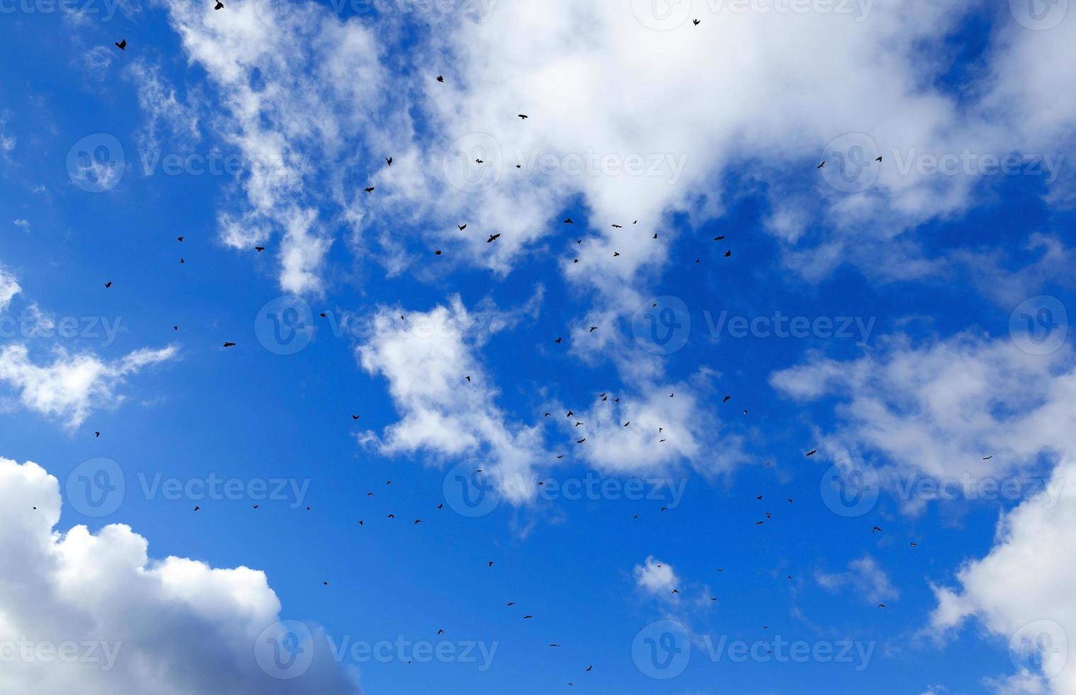 fåglar som flyger i himlen foto