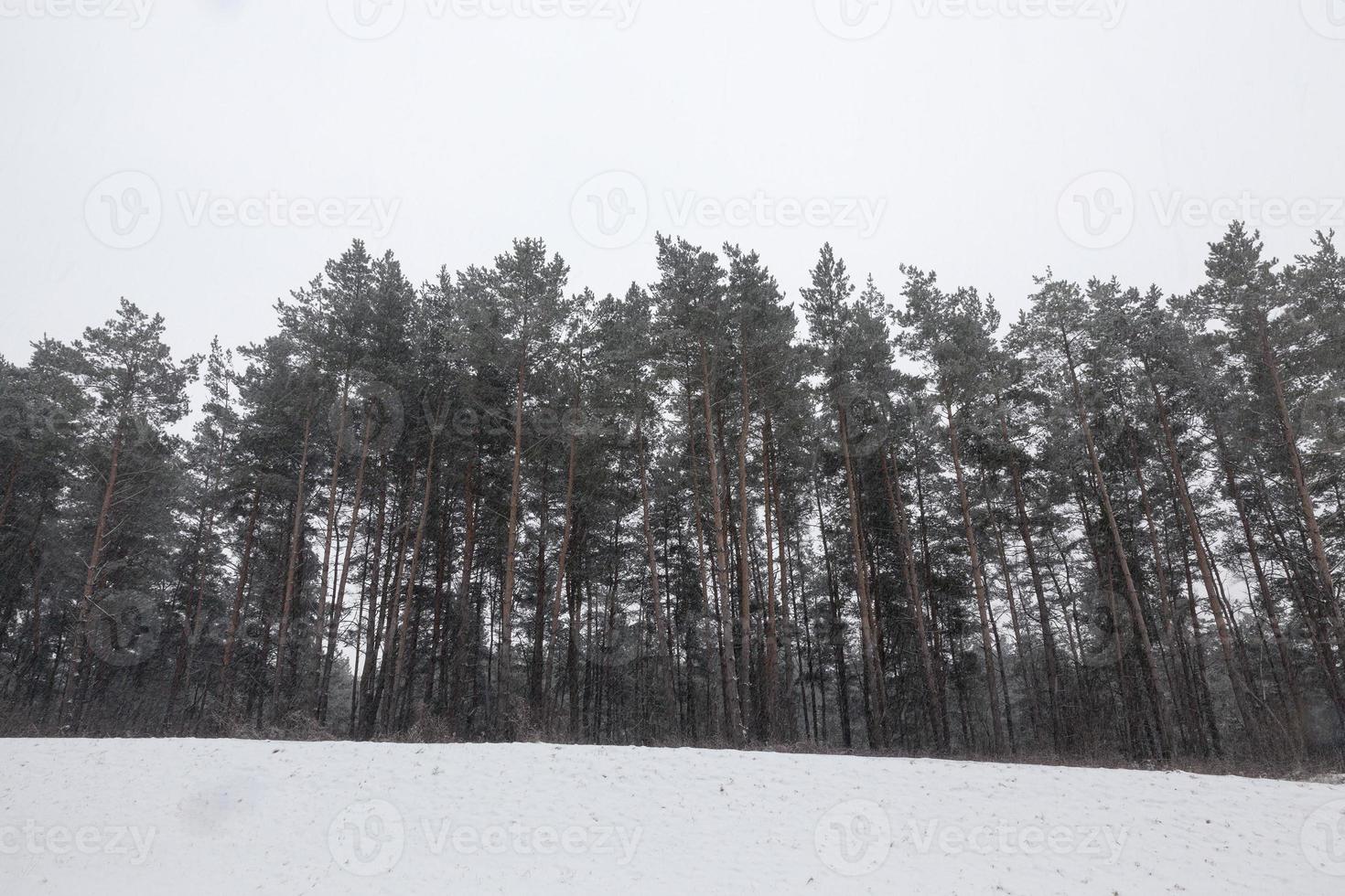 snödrivor på vintern foto