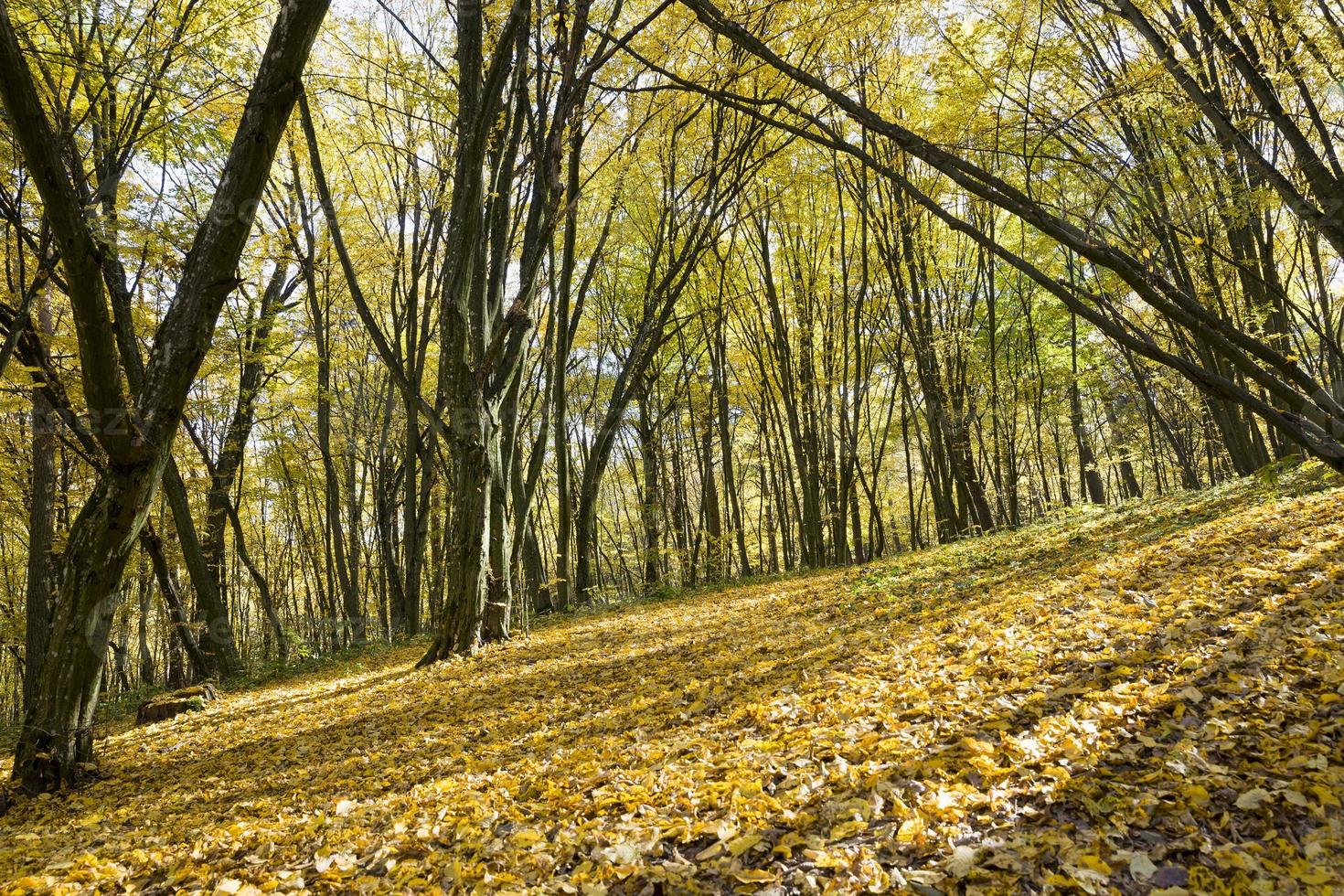 skog som växer i kuperad terräng foto