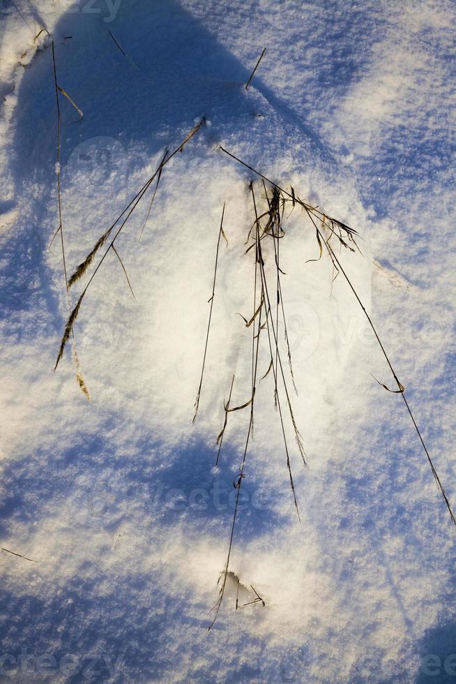 snö och is täckt gräs foto