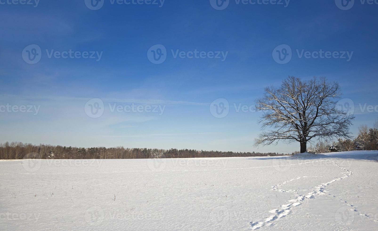 ensamt träd, vinter foto