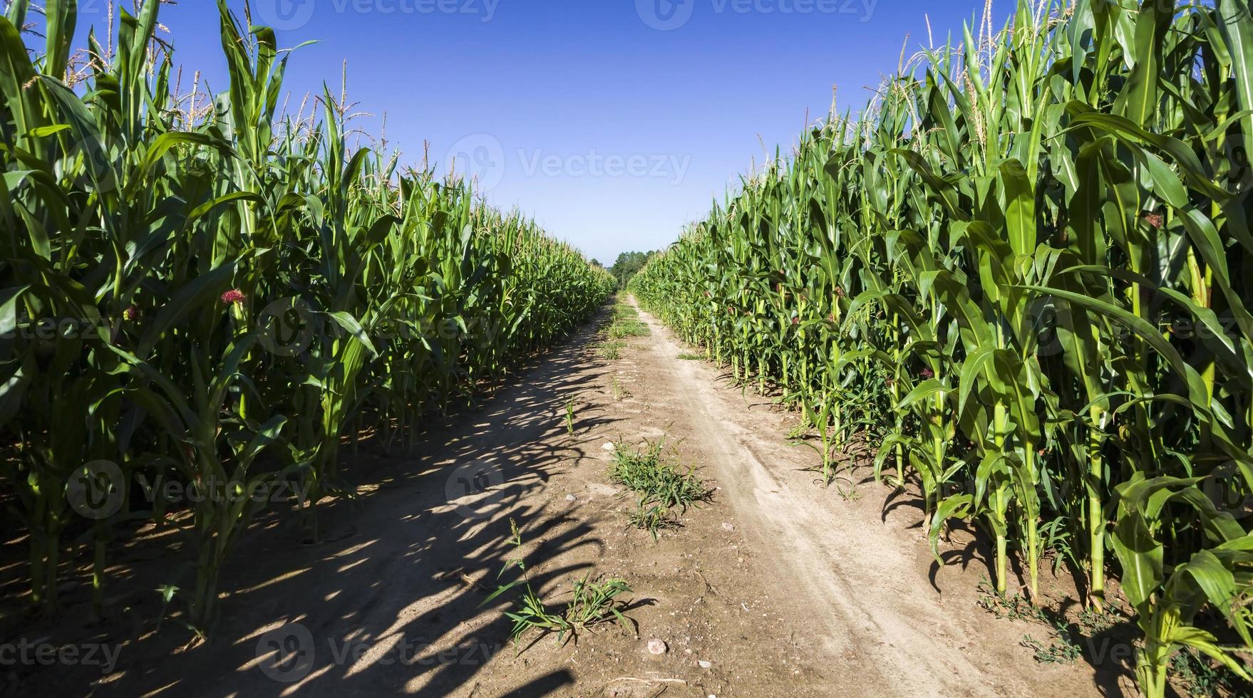 sandig landsväg, mitten av majsfältet foto