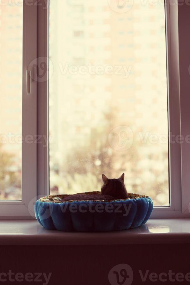 katt tittar ut från fönstret foto