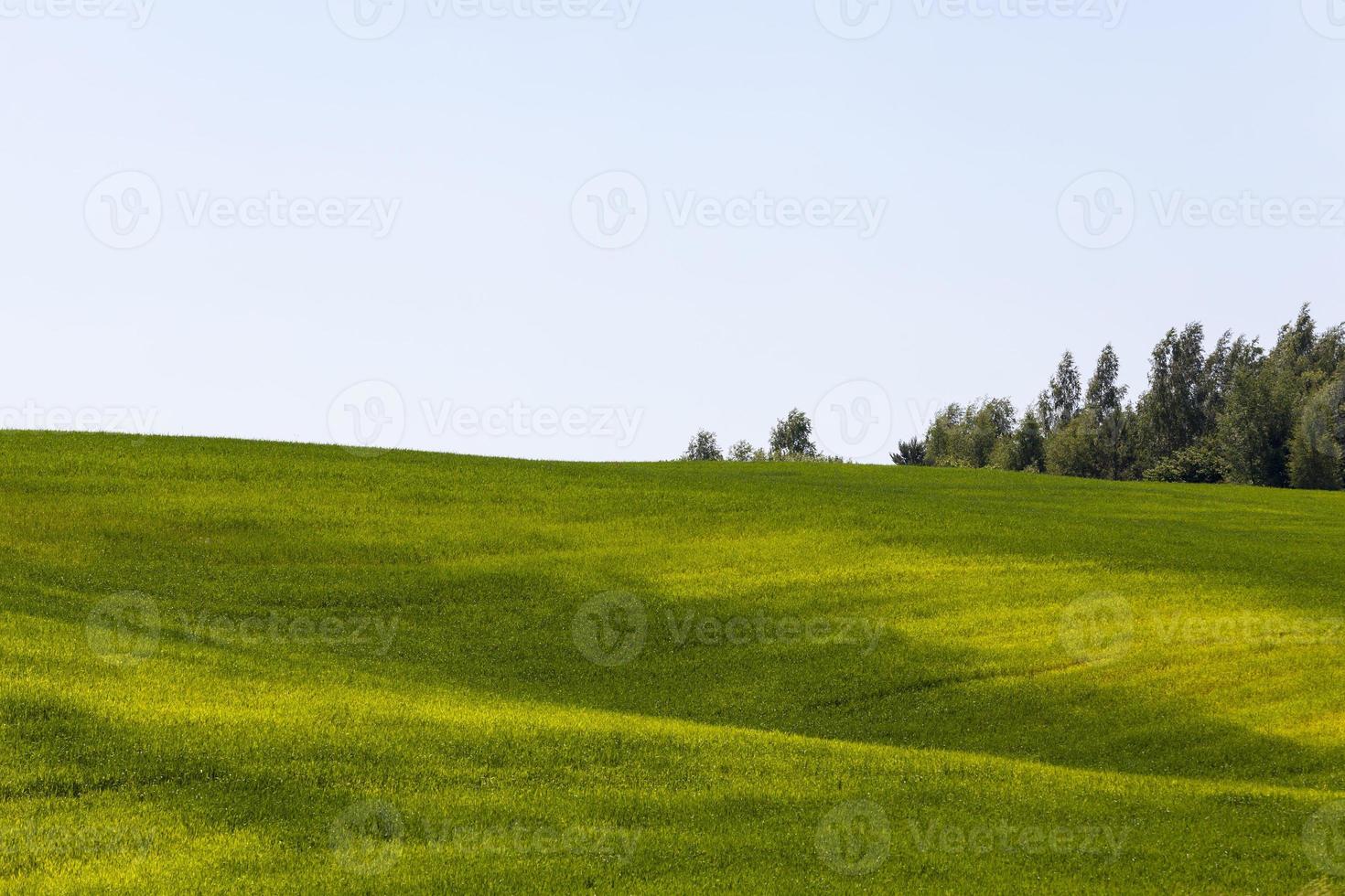 gröna spannmål är omogna i ett jordbruksfält foto
