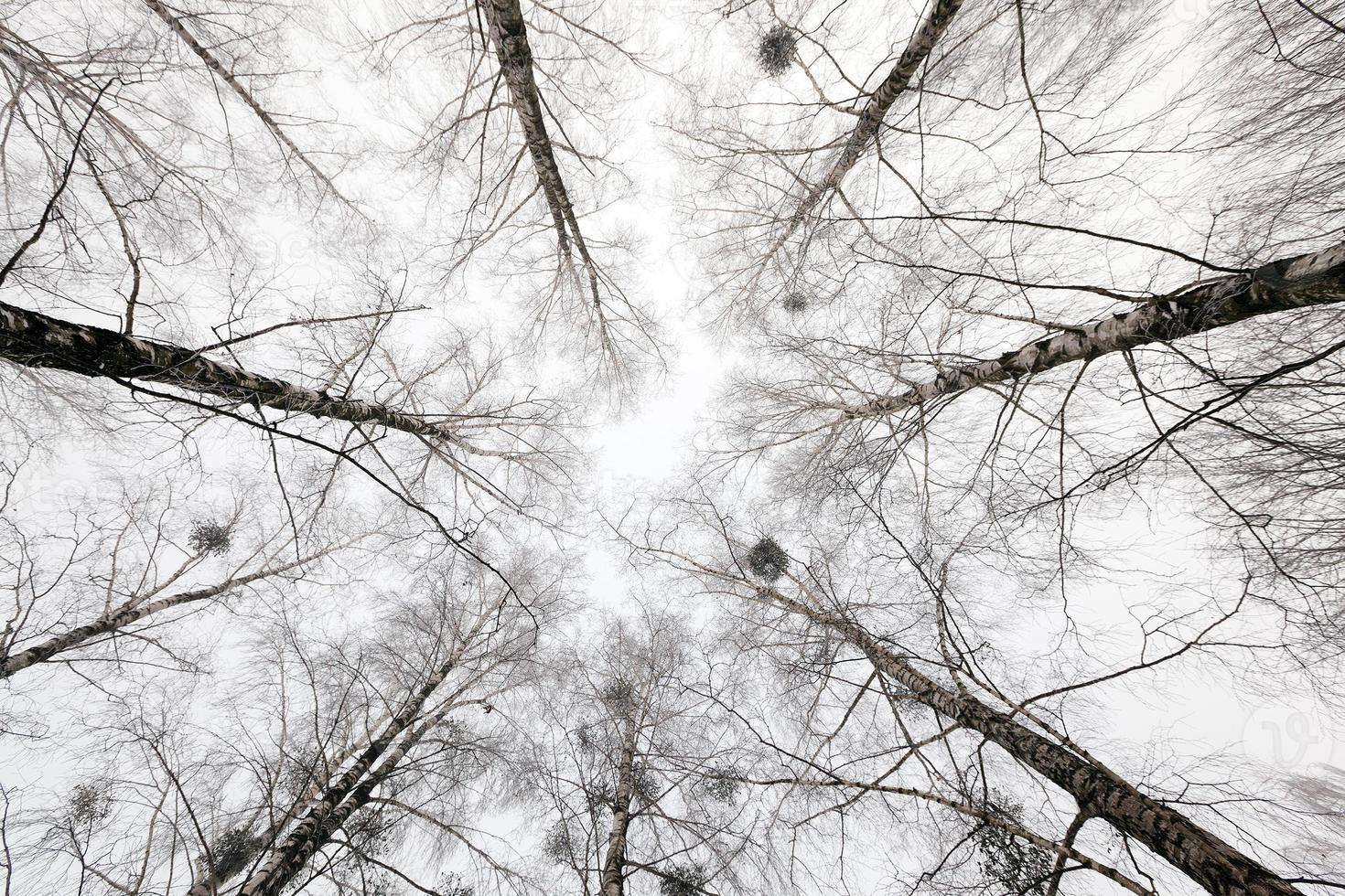 trädtoppar, vintersäsong foto