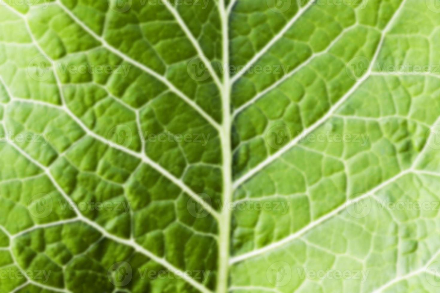 gröna blad av pepparrot foto