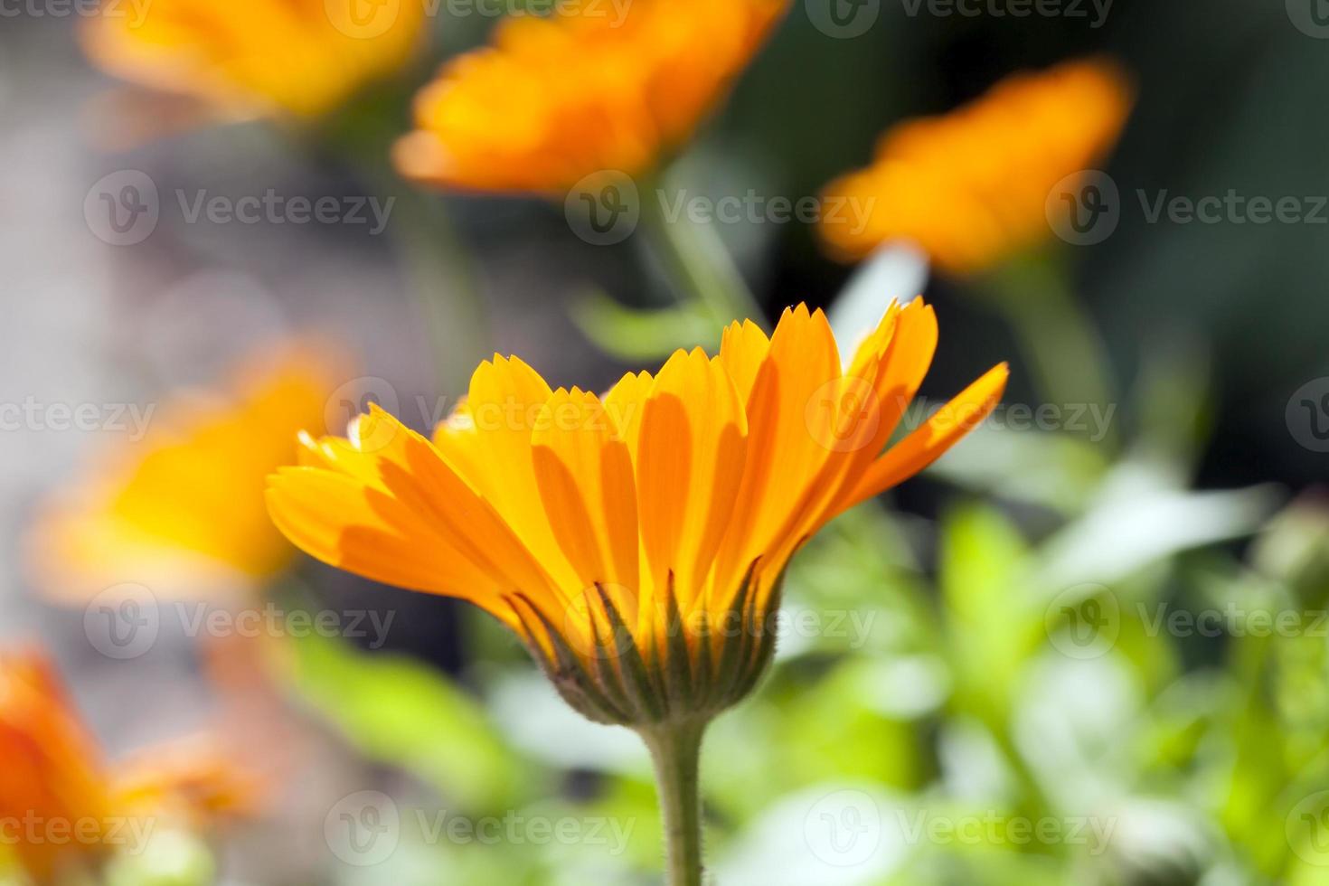 orange calendula, närbild foto