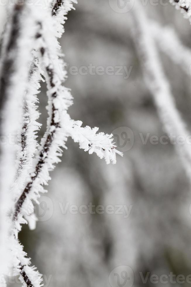 vintertid, närbild foto