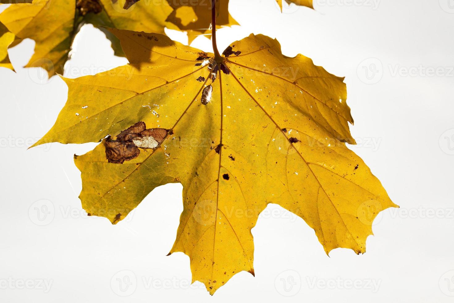 lönnträd på hösten foto