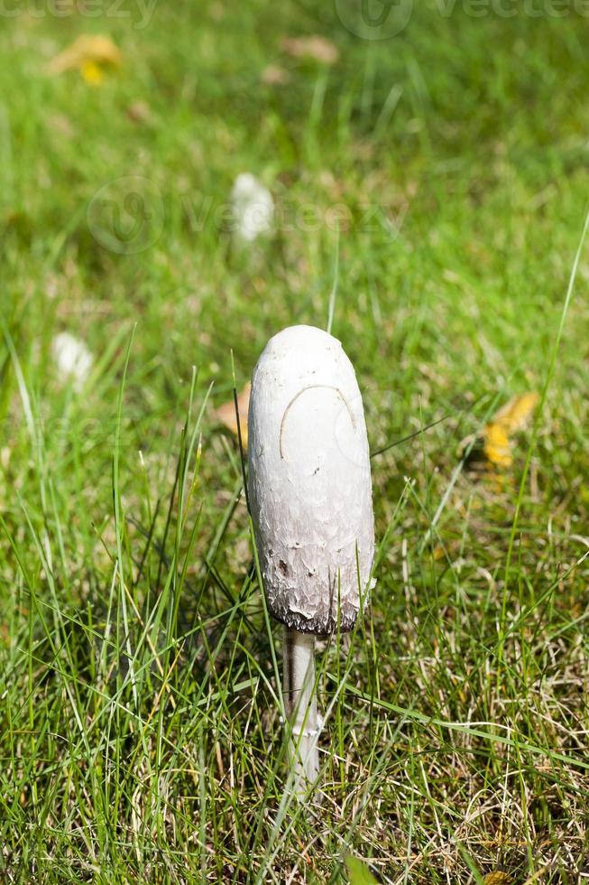 vit svamp, närbild foto