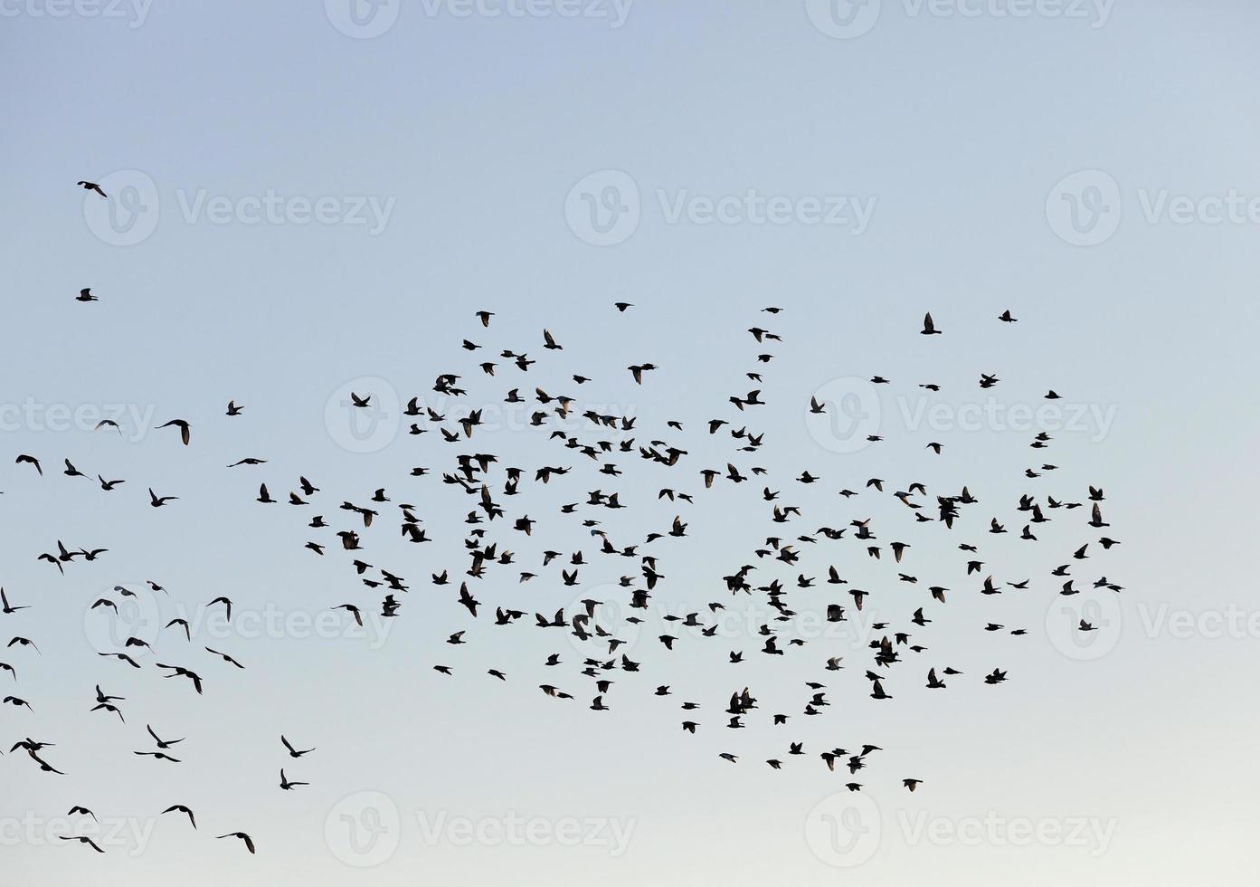 fåglar som flyger i himlen foto