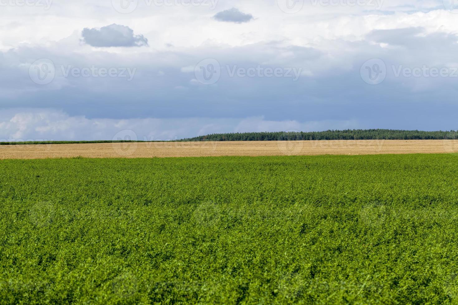 jordbruksfält med växande växter för att skörda mat foto