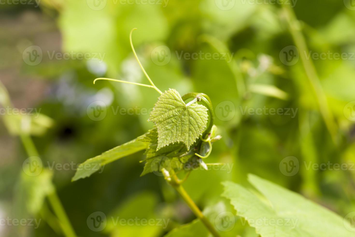 gröna blad av druvor under vårsäsongen foto