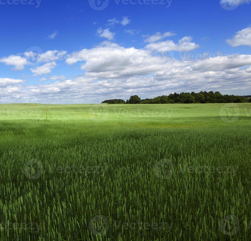 grönt fält, närbild foto